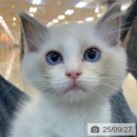ラグドールの写真