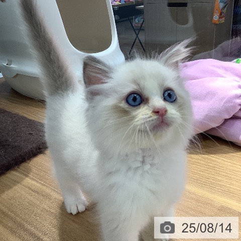 ラグドールの写真