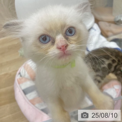 ラグドールの写真