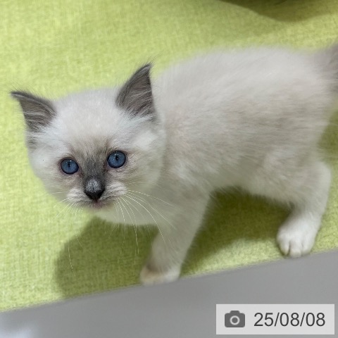ラグドールの写真