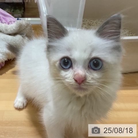 ラグドールの写真
