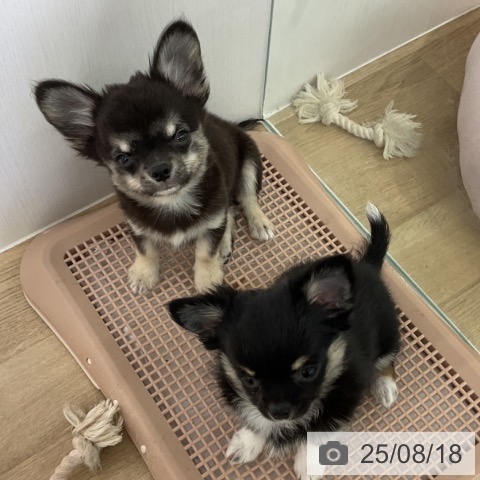 チワワの写真