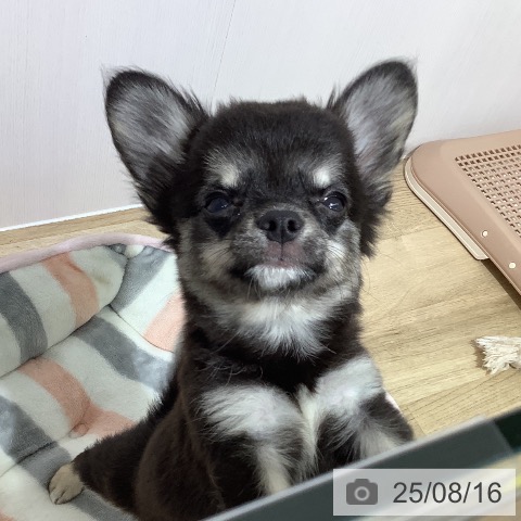 チワワの写真