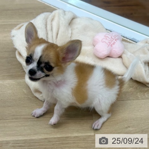 チワワの写真