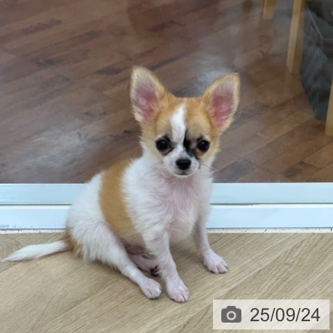 チワワの写真