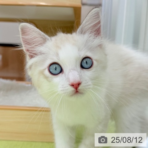 ラグドールの写真