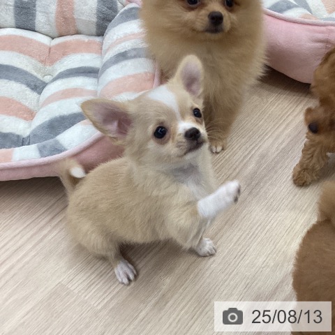 チワワの写真