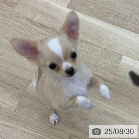 チワワの写真
