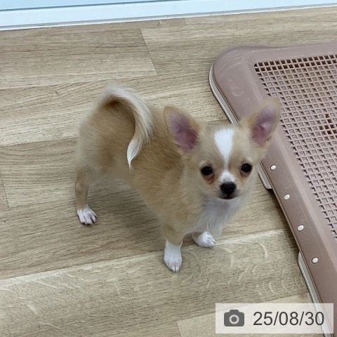 チワワの写真