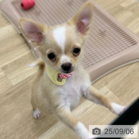 チワワの写真