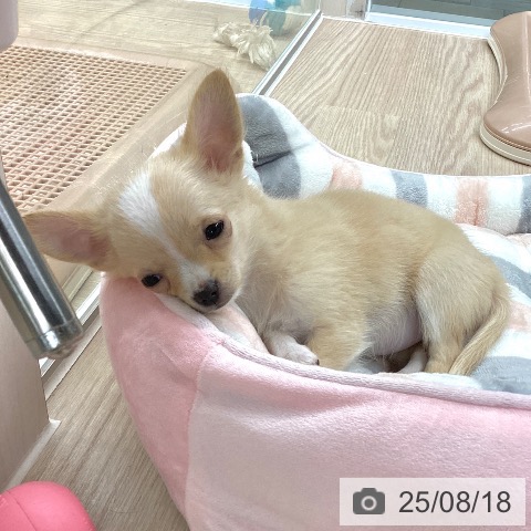 チワワの写真