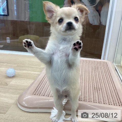 チワワの写真