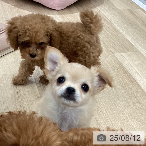 チワワの写真