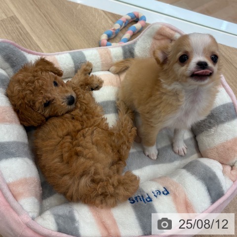 チワワの写真