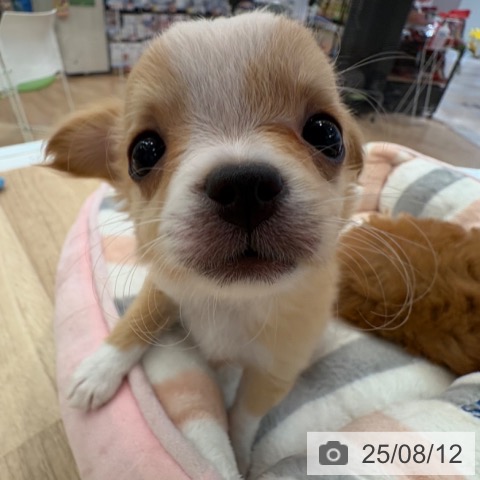 チワワの写真