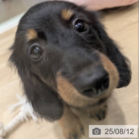 ミニチュア・ダックスフンドの写真