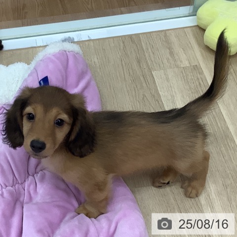 ミニチュア・ダックスフンドの写真