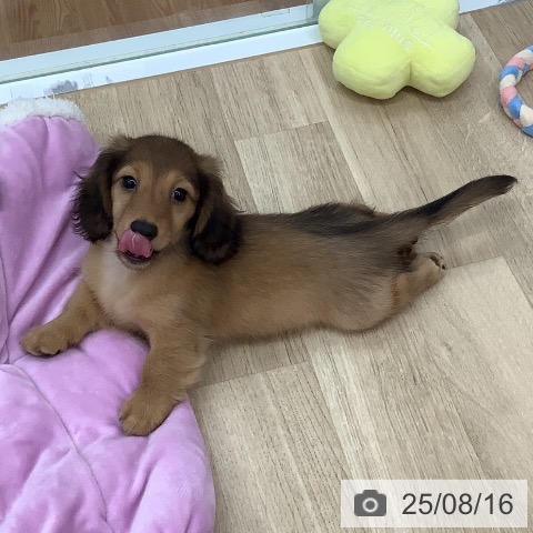 ミニチュア・ダックスフンドの写真