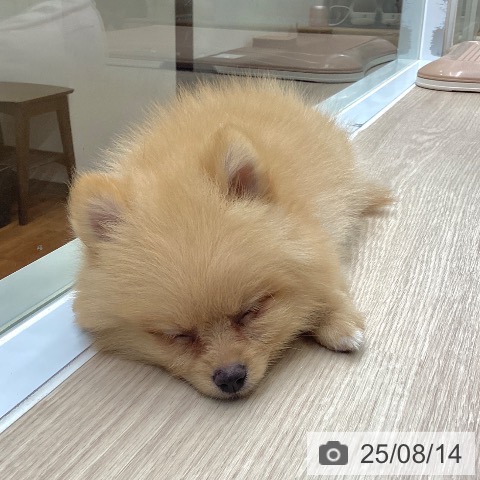 ポメラニアンの写真
