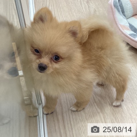 ポメラニアンの写真