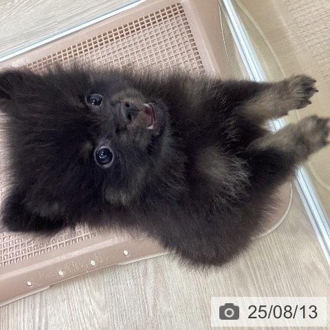ポメラニアンの写真