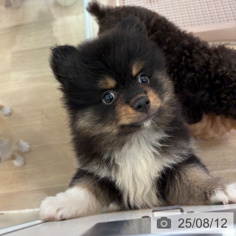 ポメラニアンの写真
