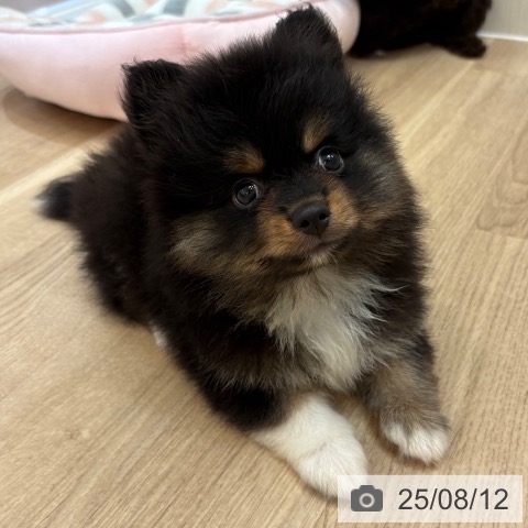 ポメラニアンの写真