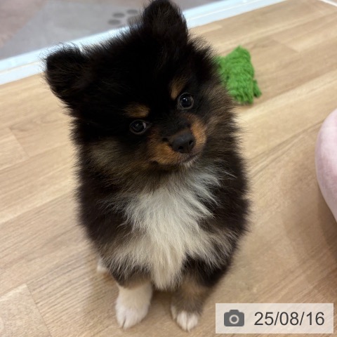 ポメラニアンの写真