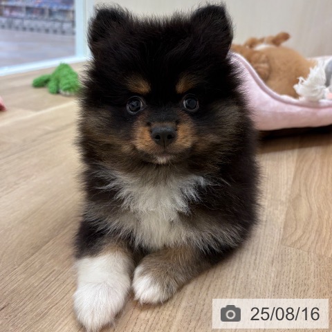 ポメラニアンの写真