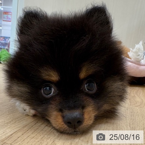 ポメラニアンの写真