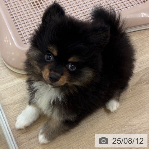 ポメラニアンの写真