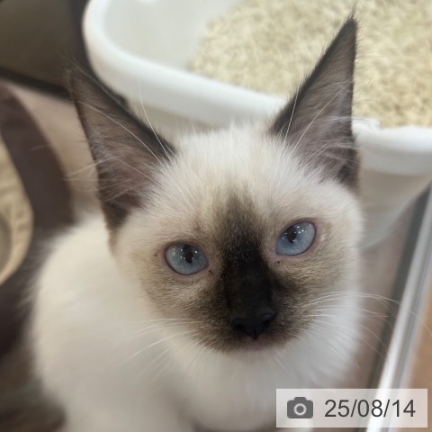 ラグドールの写真