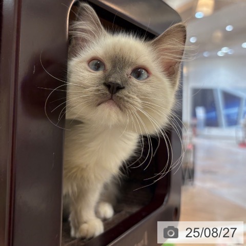 ラグドールの写真