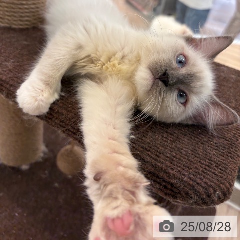ラグドールの写真
