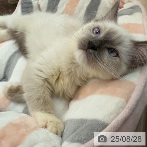 ラグドールの写真