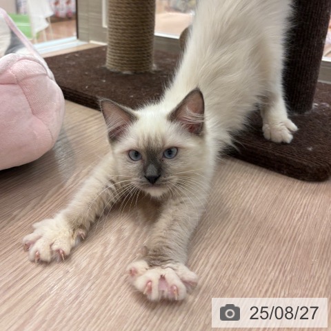 ラグドールの写真