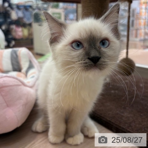 ラグドールの写真