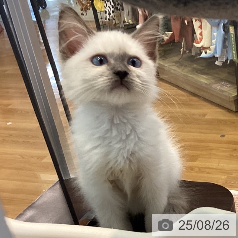 ラグドールの写真