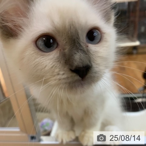 ラグドールの写真