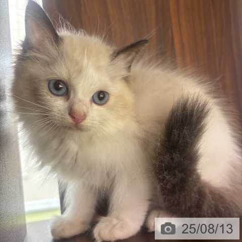ラグドールの写真