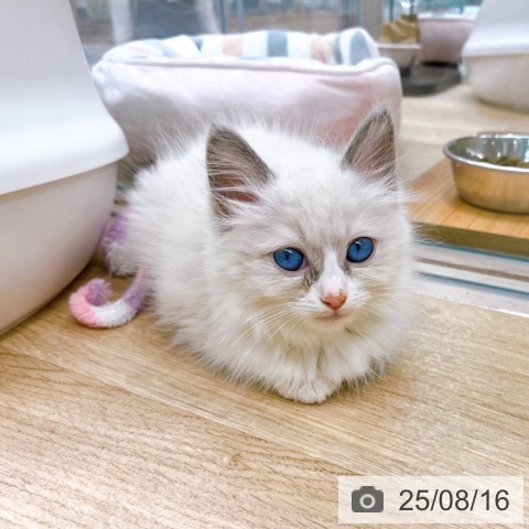 ラグドールの写真