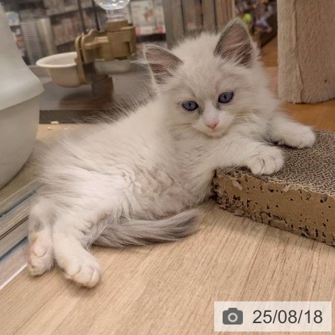 ラグドールの写真