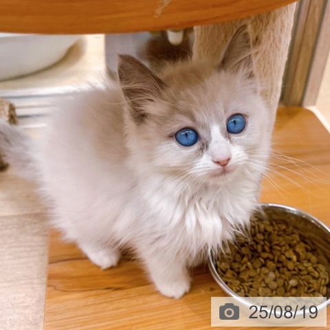 ラグドールの写真