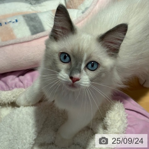 ラグドールの写真