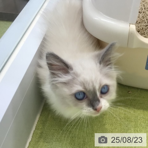 ラグドールの写真