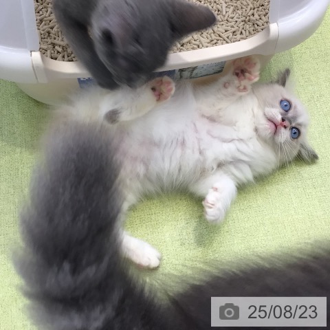 ラグドールの写真