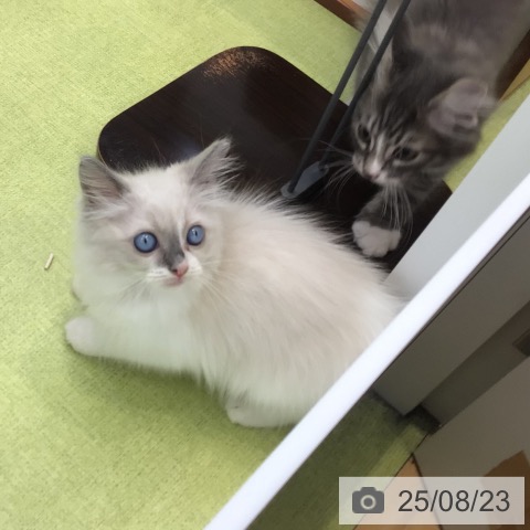 ラグドールの写真