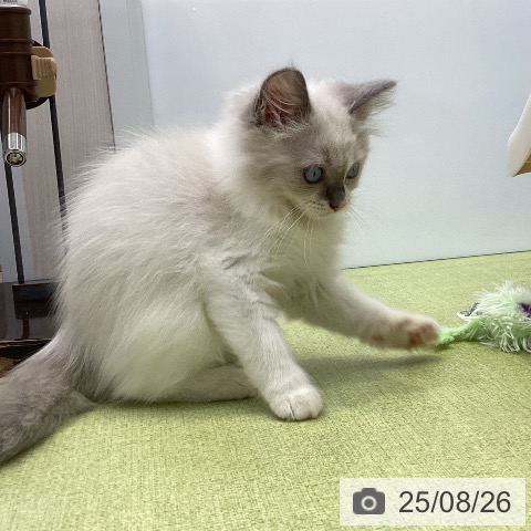 ラグドールの写真