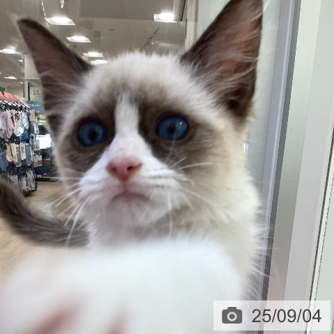 ラグドールの写真