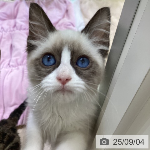 ラグドールの写真